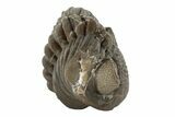 Wide, Enrolled Eldredgeops Trilobite Fossil - Ohio #188905-1